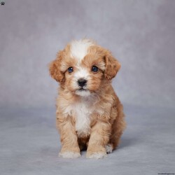 Jackson/Cavapoo									Puppy/Male	/6 Weeks,AKC registered / Genetically tested Parents – Happy and healthy – F1 Cavapoo – Up to date on and deworming – Microchipped – 6 month health/1 year genetic guarantees(1yr/2yr if you remain on recommended food)- Full vet examination Call/text/email to schedule a time to come out and visit. We can ship to you, or can meet you at our airport. We can also meet in between if a reasonable distance.