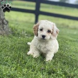 Gus/Cockapoo									Puppy/Male	/7 Weeks,To contact the breeder about this puppy, click on the “View Breeder Info” tab above.