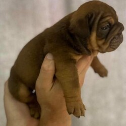 Ready - Quality - 8 weeks kc british bulldogs, health tested/British Bulldogs/Mixed Litter/8 weeks,Our litter is 8 weeks today. Bred for health and temprament. No time or expense has been spared. Brought up in a family home. 5 remaining pups to exceptional 5* homes will come with, goodie bag, food, 1st vacc, micro-chipped, wormed,  kc documents & 5 weeks free insurance. Sire full health tested, puppies vet health checked. Bitch champ line bred red & sire john bee, blue & tan as in pics
Lilac white bib boy £950
Full suited choc & tan biy £1200
Black tri girl £1250
Full suited lilac fawn girl £1250
Full suited blue tann girl £1250