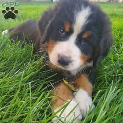 EGLI/Bernese Mountain Dog									Puppy/Male	/8 Weeks,LOOK AT ME! I’m a happy healthy fluffy friendly puppy. I am home raised with my family. Raised in the rolling hills of Holmes County where I play outside every day. Come  meet  me or I can  be shipped to your  front door  for a  small  additional fee. Call or text for more information.