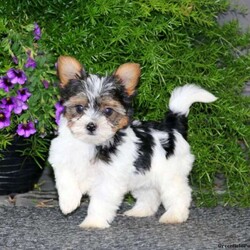 Gloria/Yorkie									Puppy/Female	/10 Weeks,Meet Gloria, a happy Yorkie puppy who is being family raised and is socialized. This pup is vet checked, up to date on vaccinations and dewormer, plus the breeder provides a health guarantee for Gloria. She is being family raised around kids and her mother is available to meet as well. For more information about this cutie and how you can welcome her into your home, call the breeder today!