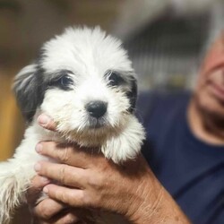 Adopt a dog:Cuddles/Shih Tzu/Male/Baby,8/26/23
Cuddles is a little fully ball of cuteness about 12-14 weeks old and has been patiently waiting for his turn to be able to find his forever home. He's old enough to get fixed which means he's ready to go! He is happy and healthy and good with the other pups in his play group as well as shelter staff. He has not been cat tested but would probably be fine with proper intro and training. We can not guarentee hypoallergenic due to being a mixed breed and he will need regular grooming from his new family. 

**This dog is currently at the rescue in TX however you can secure this pup for yourself with a pre-adoption which means getting your app in, approved and then paying the adoption fee. The adoption fee is $525 which covers spay/neuter, vaccinations, HW testing, chipping, health certificate and transport fees. All our dogs come with a 30 day, money back, trial period to make sure they are the right fit in your environment but if it doesn’t work you will have to foster until the dog gets rehomed. Tall Tails Rescue has a commitment to these dogs for their lifetime and we hope you do too! If you are interested in pre-adoption you can click the link here or copy/paste and fill out the app to get started: https://form.jotform.com/PNWdogs/ttrt-pnw-a