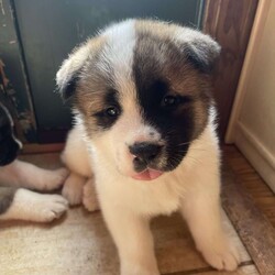 Lyndy/Akita									Puppy/Female	/5 Weeks,To contact the breeder about this puppy, click on the “View Breeder Info” tab above.
