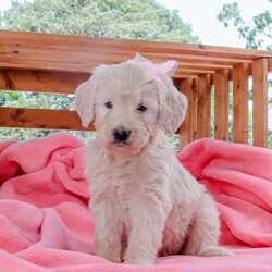 Baily/Goldendoodle									Puppy/Female	/6 Weeks,Baily is the cutest puppy. She is super sweet and loving. She likes to snuggle and take naps. She is well tempered and gentle. She would be so sweet to a loving forever home.
