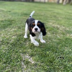 Tri Colour Male cavalier King Charles Puppy, Double vaccinated /Cavalier King Charles Spaniel//Younger Than Six Months,This little boy is available available for his home now, double vaccinated and ready to enjoy his new Fur-Ever home with you.This boy has an umbilical hernia, so this will need to be fixed upon desexing and is discounted accordingly.Last photo is the mother.We are audited, registered ethical breeders RPBA Number 772. We have been breeding for over 20 years and strive to produce beautiful, healthy puppies ethically.Our pups are dry well raised and cared for, this includes worming every 2 weeks from birth, vaccinations, vet checks and microchipping. They also come with a puppy pack to get you started.Our fur babies are raised in our home with us, not raised outdoors or in kennels and this shows in their temperament, they are very intelligent and have a beautiful nature as their parents have.We treat all our dogs as part of the family and each of our Cavalier King Charles Spaniel breeders has received a full DNA profile through Orivet.We put a lot of love and attention into them to make sure they adjust well with their new owners and grow to be happy adults.Puppies have started toilet training.We are more than welcome for you to view/visit for yourself. If you are not able to do this then we can FaceTime or Skype.I am happy to help organise interstate transport.I am happy to arrange viewings at a mutually agreed time. Please contact me to discuss.If you are interested then please feel free message me.RPBA 772 Full Audited memberBIN0002463942293