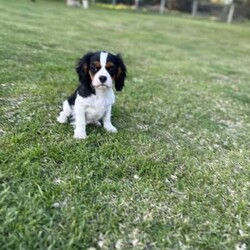 Tri Colour Male cavalier King Charles Puppy, Double vaccinated /Cavalier King Charles Spaniel//Younger Than Six Months,This little boy is available available for his home now, double vaccinated and ready to enjoy his new Fur-Ever home with you.This boy has an umbilical hernia, so this will need to be fixed upon desexing and is discounted accordingly.Last photo is the mother.We are audited, registered ethical breeders RPBA Number 772. We have been breeding for over 20 years and strive to produce beautiful, healthy puppies ethically.Our pups are dry well raised and cared for, this includes worming every 2 weeks from birth, vaccinations, vet checks and microchipping. They also come with a puppy pack to get you started.Our fur babies are raised in our home with us, not raised outdoors or in kennels and this shows in their temperament, they are very intelligent and have a beautiful nature as their parents have.We treat all our dogs as part of the family and each of our Cavalier King Charles Spaniel breeders has received a full DNA profile through Orivet.We put a lot of love and attention into them to make sure they adjust well with their new owners and grow to be happy adults.Puppies have started toilet training.We are more than welcome for you to view/visit for yourself. If you are not able to do this then we can FaceTime or Skype.I am happy to help organise interstate transport.I am happy to arrange viewings at a mutually agreed time. Please contact me to discuss.If you are interested then please feel free message me.RPBA 772 Full Audited memberBIN0002463942293