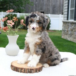 Tessa/Mini Bernedoodle									Puppy/Female	/8 Weeks,Hi I’m Tessa, a gorgeous tri-colored, blue merle mini Bernedoodle who is looking for a forever home. My best friends are my siblings and the many children who love on me daily. I’m full of life and love to cuddle. My parents are both genetic health tested, I’m up to date on vaccinations, dewormed, and totally healthy. To schedule a visit to meet me call Casondra Lapp. I would love to meet you, since no one is a stranger to me!