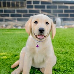 Pure-bred Golden Labrador Retriever Puppies for Sale/Labrador Retriever//Younger Than Six Months,Surprise your loved one with the gift of a lifetime! Our litter of 11 adorable Labrador Retriever puppies are looking for their forever homes, and one of them is the perfect addition to your family. With their cute faces, wagging tails, and endless love, these puppies will melt your heart.These puppies are not only vet-checked, microchipped, vaccinated, and wormed, but their parents have also been health checked to ensure the healthiest puppies possible. Give us a call on ******8996 for more details REVEAL_DETAILS Plus, one of the girls has a unique look with ash colored eyes, a pink nose, and a beautiful golden coat, making her a one-of-a-kind addition to your family. ( This rare gene is known as the Dudley Labrador gene, adding to her special and unique personality. )Update - Only 2 boys & 3 girls remainingHurry up and give us a call if you don't want to miss out on this amazing opportunity to bring a new best friend into your life. ******8996 REVEAL_DETAILS Microchip numbers : 956000016634389 95600001663729 956000016663125 956000016661126 956000016633182 956000016687642 956000016634145 956000016660817 956000016663779 956000016660998 956000016633047