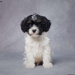 Lewis/Cavapoo									Puppy/Male	/7 Weeks,AKC registered / Genetically tested Parents – Happy and healthy – F1 Cavapoo – Up to date on and deworming – Microchipped – 6 month health/1 year genetic guarantees(1yr/2yr if you remain on recommended food)- Full vet examination Call/text/email to schedule a time to come out and visit. We can ship to you, or can meet you at our airport. We can also meet in between if a reasonable distance.