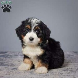 Donald/Mini Bernedoodle									Puppy/Male	/8 Weeks,Meet Donald, the charming Mini Bernedoodle pup who’s set to steal hearts. With a clean bill of health from a vet check, Donald is a picture of vitality. Brought up in a caring family environment, he’s well-prepared to be a loving companion.