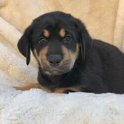 Adopt a dog:Sawyer/Labrador Retriever/Male/Baby,Up for Adoption in Texas: Sweet Sawyer!

I’m Sawyer, a beautiful 9.5 week old puppy looking for my forever family to love. I weigh 15 pounds right now but I love to eat and I hope to be a bigger boy when I’m full grown.

I’m a very sweet, calm puppy. My foster Mom says that I’m pretty laid back, but when playtime comes around, I love to join in and run around with all my fosters big dogs. I would love a home with a fur brother or sister! I love playing tug-a-war and squeaky toys are the best!! 

Like my namesake Tom Sawyer, I’m a dreamer and right now I’m dreaming of finding my perfect forever home. I know it’s out there!

I am up to date on age appropriate vaccines and am microchipped.

Who’s been dreaming of finding the perfect puppy? I’m right here waiting for you! Apply at www.luckylabrescue.com.