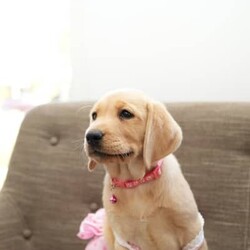 Pure-bred Golden Labrador Retriever Puppies for Sale/Labrador Retriever//Younger Than Six Months,Surprise your loved one with the gift of a lifetime! Our litter of 11 adorable Labrador Retriever puppies are looking for their forever homes, and one of them is the perfect addition to your family. With their cute faces, wagging tails, and endless love, these puppies will melt your heart.These puppies are not only vet-checked, microchipped, vaccinated, and wormed, but their parents have also been health checked to ensure the healthiest puppies possible. Give us a call on ******8996 for more details REVEAL_DETAILS Plus, one of the girls has a unique look with ash colored eyes, a pink nose, and a beautiful golden coat, making her a one-of-a-kind addition to your family. ( This rare gene is known as the Dudley Labrador gene, adding to her special and unique personality. )Update - Only 2 boys & 3 girls remainingHurry up and give us a call if you don't want to miss out on this amazing opportunity to bring a new best friend into your life. ******8996 REVEAL_DETAILS Microchip numbers : 956000016634389 95600001663729 956000016663125 956000016661126 956000016633182 956000016687642 956000016634145 956000016660817 956000016663779 956000016660998 956000016633047
