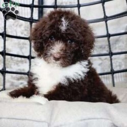Lover/Mini Bernedoodle									Puppy/Female	/9 Weeks,Lover is a Chocolate Tuxedo mini bernedoodle who is expected to be around 20-30 pounds full grown. Ready to go home August 28th! Momma is a Mini bernedoodle named Zoey and dad is Mini Bernedoodle named Blue!