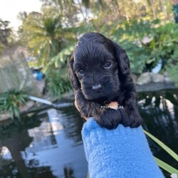 Adopt a dog:Gorgeous cavoodle pups!/Other/Male/Older Than Six Months,We have an adorable & tiny litter of Cavoodles at SydneyToyPoodles ranging from 2-9 weeks old & looking for their forever homes- All our puppies are vaccinated with a full health vet check from an award winning vet- All our puppies are wormed & microchipped & come with registration forms & all other appropriate paperwork- Puppy care package- DNA profiled parents ensuring there is no hereditary health problems- Toilet trained- We provide you with 2 years on going support, if you ever need us we’re one phone call away!The cavoodle is a hybrid of a cavalier king charles spaniel and a poodle toy. The Cavoodle is a lively and very affectionate companion. They enjoy being part of the family unit and love to participate in the activities of the day. Cavoodles have a very gentle nature and can make wonderful companions for children. They can adapt to living in a small home or apartment as long as they receive adequate daily exercise.Weight/Height Range5-12kg and 25- 38cm depending on the breed of the parents. Parents are less than 4kg.Please keep in mind -If a puppy price sounds too good to be true, their welfare is likely to have been compromised at some point to make that possible!Also bear in mind that even though a puppy seems expensive, the upfront cost is just a tiny fraction of how much you’ll have to pay to keep them over their lifetime.For serious enquires or to organise for a FaceTime or meetup, please call or messageotherwise please free to visit our Instagram to keep up to date with future littersAAPDB- 17090Microchip no - 900012456347701