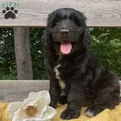 Ash/Newfypoo									Puppy/Male	/8 Weeks,Ash is a beautiful mostly black newfypoo male puppy. He is family raised and well socialized!  Ash is updated on all his vaccines, dewormer and is vet checked and healthy!  His mom is an AKC and OFA tested Newfoundland and dad is a standard poodle genetic tested clear!  Call or text Rosie if you have any questions or would like to give this handsome boy his new forever home! 