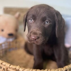 Labrador puppies READY NOW/Labrador Retriever//Younger Than Six Months,Chocolate Purebred Labrador PuppiesFemales and Males availableWHEN ONLY THE BEST WILL DOLabradors are kind affectionate dogs, smart & quick learning. Love food and human attention. Can be suited to all living conditions. These puppies will mature to medium size & will be solid buildsBoth parents have clear DNA, and good hip and elbow scores. This means the puppies are clear from genetic diseases. The parents love to swim and have cuddles and are viewablePuppies are currently eating Hypro puppy kibble, kangaroo mince, chicken mince and are well handled and socialisedPuppies are/come with:Veterinary Health CertificateMicrochip & first Vaccination (C3)6 week puppy insurance through PetplanWormed fortnighlty with DrontolPuppy pack including hypro puppy foodFollow up questions or adviceCall or message for more information and to view. FaceTime or what’s app video calls also availablePlease make sure you have permission from anyone that influences your decision to add a puppy to the family like real estate, partner, parensts.RPBA #10343 verify with number ******9277 REVEAL_DETAILS 