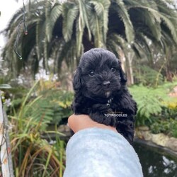 Adopt a dog:Gorgeous cavoodle pups!/Other/Male/Older Than Six Months,We have an adorable & tiny litter of Cavoodles at SydneyToyPoodles ranging from 2-9 weeks old & looking for their forever homes- All our puppies are vaccinated with a full health vet check from an award winning vet- All our puppies are wormed & microchipped & come with registration forms & all other appropriate paperwork- Puppy care package- DNA profiled parents ensuring there is no hereditary health problems- Toilet trained- We provide you with 2 years on going support, if you ever need us we’re one phone call away!The cavoodle is a hybrid of a cavalier king charles spaniel and a poodle toy. The Cavoodle is a lively and very affectionate companion. They enjoy being part of the family unit and love to participate in the activities of the day. Cavoodles have a very gentle nature and can make wonderful companions for children. They can adapt to living in a small home or apartment as long as they receive adequate daily exercise.Weight/Height Range5-12kg and 25- 38cm depending on the breed of the parents. Parents are less than 4kg.Please keep in mind -If a puppy price sounds too good to be true, their welfare is likely to have been compromised at some point to make that possible!Also bear in mind that even though a puppy seems expensive, the upfront cost is just a tiny fraction of how much you’ll have to pay to keep them over their lifetime.For serious enquires or to organise for a FaceTime or meetup, please call or messageotherwise please free to visit our Instagram to keep up to date with future littersAAPDB- 17090Microchip no - 900012456347701