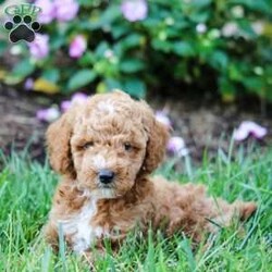 Andy/Miniature Poodle									Puppy/Male	/6 Weeks,Hi Meet Andy! This little guy is vet check and up to date on shots and wormer! Andy is family raised and very well socialized! He can be registered with ACA…plus comes with a health Guarantee! Call or Text today for more info on this little cutie!                                                                                                                                                                                                                                          