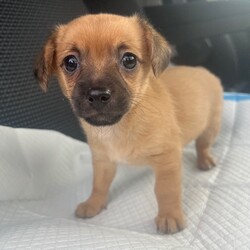 Adopt a dog:Carla /Chihuahua/Female/Baby,Carla, is a 6 week old chi mix pup that is current on vaccines and dewormer. She is  2.3 lbs, her mom was 8 so we assume she will be small as a grown up. 

She will be available to travel to NJ upon adoption and when she is 8 weeks. 

You can find my form 