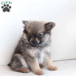Kash/Pomeranian									Puppy/Male	/8 Weeks,Kash is from a litter of 4 , with a approximate adult weight of 8 to 10Lbs . He is sweet , energetic and loves to play . 