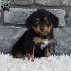 Toby/Miniature Aussiedoodle									Puppy/Male	/8 Weeks,I offer a one year health guarantee. Up to date on shots and dewormings. I’m looking for a loving indoor home. Shipping options are available anywhere in the US. All Sunday calls will be returned on Mondays. Thanks Jon 