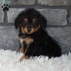 Toby/Miniature Aussiedoodle									Puppy/Male	/8 Weeks,I offer a one year health guarantee. Up to date on shots and dewormings. I’m looking for a loving indoor home. Shipping options are available anywhere in the US. All Sunday calls will be returned on Mondays. Thanks Jon 