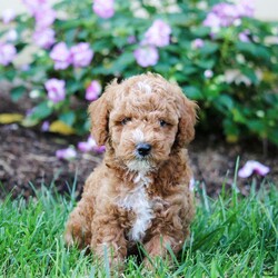 Andy/Miniature Poodle									Puppy/Male	/6 Weeks,Hi Meet Andy! This little guy is vet check and up to date on shots and wormer! Andy is family raised and very well socialized! He can be registered with ACA…plus comes with a health Guarantee! Call or Text today for more info on this little cutie!                                                                                                                                                                                                                                          