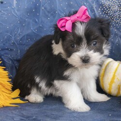 Tessa/Havanese									Puppy/Female	/7 Weeks,Meet Tessa, a very cute Havanese puppy! Vet checked and guaranteed healthy, she his friendly and well socialized! Playful, curious, and full of affection, she’s the perfect companion.