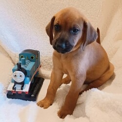 Adopt a dog:me/Coonhound/Male/Baby,ADOPT ME ONLINE: https://ophrescue.org/dogs/12903

All Aboard!
Meet the Thomas & Friends Pups!

My name is James and I am one of 9 siblings that came to OPH with our mom on 9/8 from Mississippi!
Im a sweet boy that was born on 8/3, so I'm currently 6 weeks old. I love to play with my toys and my littermates. My foster mom says Im a big cuddler too. I am estimated to be medium size when full grown, and I am guessed to be a Coonhound mix. I will be ready to go home as early as Saturday, September 30, 2023.

Because Im still a baby, I will require an adopter who is not out of the home for more than 4 hours at one time to continue my training - no exceptions! I will be up-to-date on age appropriate vaccines. I MUST stay out of public places where I could be exposed to the germs of many other dogs for another 2-3 weeks after I go home. The no puppy zones include all pet stores, dog parks, and for apartment dwellers, areas used by other dogs. These requirements are strictly for the puppys medical safety and longevity.
To adopt fill out the simple online application at https://ophrescue.org 
Operation Paws for Homes, Inc. (OPH) rescues dogs and cats of all breeds and ages from high-kill shelters in NC, VA, MD, and SC, reducing the numbers being euthanized. With limited resources, the shelters are forced to put down 50-90% of the animals that come in the front door. OPH provides pet adoption services to families located in VA, DC, MD, PA and neighboring states. OPH is a 501(c)(3) organization and is 100% donor funded. OPH does not operate a shelter or have a physical location. We rely on foster families who open their homes to give love and attention to each pet before finding a forever home.All adult dogs, cats, and kittens are altered prior to adoption. Puppies too young to be altered at the time of adoption must be brought to our partner vet in Ashland, VA for spay or neuter paid for by Operation Paws for Homes by 6 months of age. Adopters may choose to have the procedure done at their own vet before 6 months of age and be reimbursed the amount that the rescue would pay our partner vet in Ashland.