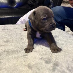 3 week old blue Staffordshire bull terrier  pups/Staffordshire bull terrier/Mixed Litter/2 weeks,9 staffy pups for sale , majority blue , mum black staff but blue gene carrier ... not Kc registered dad full blue KC registered 
Puppies were born 29th august and will be ready for their forever homes on the 24th of October . 
Blue collar chunky  blue boy £1100 
Black collar blue boy              £1050 
Pink collar blue boy.                £1050
Orange collar blue girl.           £1100 
Red collar  dark blue girl.        £1000 
Purple collar black / blue girl. £800  reserved 
White collar black / blue   Boy        £650 
Grey collar  boy chunky black/ blue £650 
Green collar boy  chunky black/ blue£650 

All pups will be vet checked and come with a puppy pack including blanket with mums scent and food. Happy to send weekly updates and videos of puppies . 

Please contact for viewing first come first served, deposits will be a quarter of price.