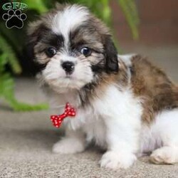 Parker/Shih Tzu									Puppy/Male	/9 Weeks,Look at this beautiful ACA registered Shih-Tzu puppy named Parker. He is that cute little puppy that you were looking for! He is perfect little fluff to have by your side all day long. Shih-Tzu's are know to be affectionate with children which makes them the perfect puppy for your family. They also love spending more time indoors playing with their favorite toys!