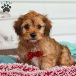 Gus/Cavapoo									Puppy/Male	/8 Weeks,Hello there! My name is Gus. Am I not the cutest little Cavapoo you’ve ever met? I would love to come home with you and be your loyal sidekick forever! Give me love and belly rubs and you’ll have my heart. I’ll brighten all your days and fill your life with so much fun and puppy kisses. I will arrive with with my first puppy vet exam completed, current on my vaccines and dewormer, microchipped, and a one year genetic health guarantee is included. As you can tell, my bags are packed and I’m ready to meet you! My mama dear is the sweetest Cavalier King Charles Spaniel. She is a beautiful 15 lbs and has a heart of gold. She is the best mama in the world! Daddy is an incredibly handsome Mini Poodle weighing a darling 10.5 lbs. You can call our family if you’d like to know more about me or to learn how you can make me yours! -Marvin & Linda