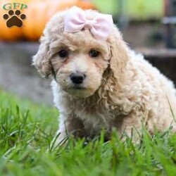 Arlet/Mini Goldendoodle									Puppy/Female	/9 Weeks,Meet Arlet, an incredibly cute and friendly Goldendoodle girl! She loves romping and playing in the lawn, sniffing everything her little nose can find. She is very easily entertained with a game of tug-of-war and squeaky toys. She has a luxuriously curly coat and is the best napping buddy. Walks are another activity she enjoys immensely. If you are searching for a companion for your adventures, you have found the one. 