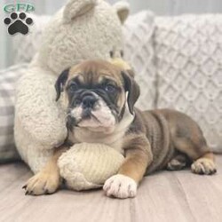 Mazie/English Bulldog									Puppy/Female	/10 Weeks,This sweet and adorable puppy is looking for a forever family! All vaccinations and dewormings are up to date and any necessary paperwork will be provided. Raised by a large and loving family, this pup is sure to be a wonderful new companion for you! To make the transition easier, a baggie of food will also be included. Please contact anytime!