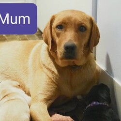 2 LEFT! DNA CLEAR LABRADOR PUPS!!! READY NOW!/Labrador Retriever/Both/Younger Than Six Months,READY NOW!!! Healthy & gorgeous looking 10 Pure Bred Labrador pups w only 1 YELLOW FEMALE & 1 BLACK FEMALE LEFT! (ALL PUPS ARE FULL DNA CLEAR thru parentage-FULL BREED PROFILE)BOTH parents are also HIP & ELBOW SCORED w fantastic results.MUM'S HIPS-3:4- ELBOWS-0:0DAD'S HIPS-1:0 ELBOWS-0:0DOB OF THE PUPS: 24/06/23AGE:JUST TURNED 12 WEEKS OLDREDUCED to $1200GREEN COLLAR BLACK FEMALE-SOLDREDUCED to $1100PINK COLLAR YELLOW FEMALE-SOLDPURPLE COLLAR YELLOW FEMALE-SOLDREDUCED to $1000YELLOW PUPS:PEACH COLLAR YELLOW FEMALEBLACK COLLAR YELLOW MALE-SOLDLIGHT BLUE COLLAR YELLOW MALE-SOLDBLACK PUPS:YELLOW COLLAR BLACK FEMALEBLUE COLLAR BLACK MALE-SOLD PENDING DELIVERYORANGE COLLAR BLACK MALE-SOLDRED COLLAR BLACK MALE-SOLD PENDING DELIVERYMum is a Pure Bred Fox Red Labrador and Dad is a Pure Bred Black Labrador. Both parents are very intelligent. They have the friendliest natures and super affectionate dogs. Mum loves our company, play fetch, to go for run/walk with us. Dad is very active, super playful dog. Loves to run around with all our Labradors, fetch ball and venture around. They are both super active, happy, very healthy parents.Each pup will come with copies of his parents' DNA health results/certificates✔️, his Vaccination card✔️, puppy guide✔️ and a puppy pack✔️. Puppy pack includes a blanket, collar, lead, toys, puppy pads, puppy bowl and a transition food. The food is a premium dry food (Advance) that pup is used to and you will receive a sample pack to get you started.DELIVERY:You are mostly welcome to pick up your pup or you can choose to have him/her delivered to your door. Meeting half point is also an option and can be arranged.Have done extensive deliveries all around Australia. I have arranged several flights that were sent interstate with one sent just a week ago and another one just 4 weeks ago to NT & 5 months ago to SA. Few months ago, also last years and few years back to WA, TAS. Very frequently to ACT and many areas of NSW almost every week. Going to SYD & ACT areas are mostly on a Thursday and free delivery on a Thursday.FREE DELIVERY:FREE DELIVERY from Parkes (road transport) to any Canberra, Blue Mountains, Orange-Bathurst, Central West, Mudgee, SYD areas including to Syd airport on 14th Sept, Thursday.Your pup can be delivered FREE to SYD including to SYD airport if the pup needs an interstate delivery as mentioned above. Flying the pup from Syd to destinations like NT, WA, SA, TAS, were our previous deliveries recently (NT was 3 weeks & few months ago to the others mentioned to be exact). Flight cost is AT THE NEW OWNER'S EXPENSE. Only the road transport from Parkes to Syd airport is free and only free on a Thursday. Any delivery to SYD airport from Parkes THAT IS NOT A THURSDAY WILL INCUR A DELIVERY FEE.DELIVERY W FEES:Have delivered several times to VIC too, pre, during & post Covid period. Meeting half point if you live in Melbourne can be arranged as well AND WILL INCUR A DELIVERY FEE. DELIVERY ANY DAY to VIC or down that way & DELIVERY to SYD, ACT, BATHURST-ORANGE, BLUE MOUNTAINS, MUDGEE or any Central West NSW areas ON A WEEKEND AND ANY DAY THAT IS NOT A THURSDAY WILL ALSO INCUR A DELIVERY FEE.WhatsApp is available for live viewing by appointment only.You may also contact me directly by text message to my mobile ******7134 is preferred so we can discuss your suitability as a pet owner and be sure you have selected the best pup for your needs and family situation. REVEAL_DETAILS I am licensed as a breeder and where there are many happy pet owners that have adopted through me.RPBA # 1473