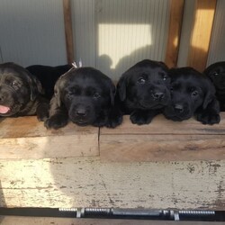 Black Labrador Puppies/Labrador Retriever/Both/Younger Than Six Months,Black Labrador puppies4 girls 3 boysReady for their forever homesVet check, microchipped, Vaccinated and wormed. Pups have been social with toddlers, cats, chooks and other dogs.Black mum and Gold dad as pictured. both beautifully natured dogs.