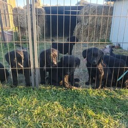 Black Labrador Puppies/Labrador Retriever/Both/Younger Than Six Months,Black Labrador puppies4 girls 3 boysReady for their forever homesVet check, microchipped, Vaccinated and wormed. Pups have been social with toddlers, cats, chooks and other dogs.Black mum and Gold dad as pictured. both beautifully natured dogs.