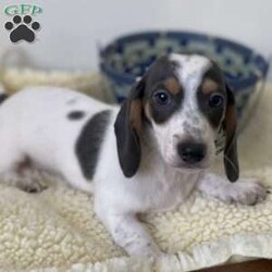Lucky/Dachshund									Puppy/Male	/12 Weeks,Lucky is a blue/tan dapple piebald.  He has a super personality.  He is vet cleared, wormed several times, 2nd shot, and microchipped.  He also has a goodie bag with a balnket, toys, and a 6lb bag of puppy food.  