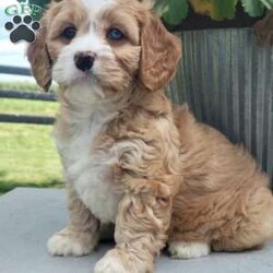 Lucy/Cavapoo									Puppy/Female	/8 Weeks,Check out Lucy, a cute & friendly Cavapoo puppy ready to become your new best friend! This lovely girl comes home with a 1-year genetic health guarantee and is up to date on shots & wormer. She is raised on a family farm with children and would make a perfect fit for anyone interested in adopting. Call or text the breeder anytime!