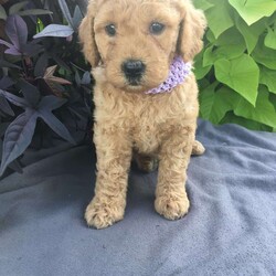 Taylor/Mini Labradoodle									Puppy/Female	/6 Weeks,To contact the breeder about this puppy, click on the “View Breeder Info” tab above.