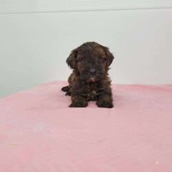 Ada/Yorkie-Poo									Puppy/Female	/6 Weeks