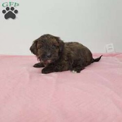 Ada/Yorkie-Poo									Puppy/Female	/6 Weeks,Meet Ada! A happy healthy puppy who is looking for a loving home! She is microchipped, up to date with shots and dewormer, and will be vet checked. Please contact us with any questions or to come and meet her!