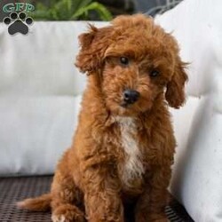 Crimson/Miniature Poodle									Puppy/Male	/13 Weeks,Come meet this sweet boy! He is very well socialized, up to date on vacccines and dewormer. He is vet checked and comes with his health certificate. Call us to set up a time to meet this sweet boy!