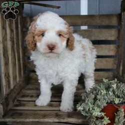 Buddy/Miniature Poodle									Puppy/Male	/6 Weeks,Say hello to this friendly Moyen Poodle puppy with a loving heart and soft fluffy fur! This precious puppy is up to date on shots and dewormer and vet checked. The breeder offers a health guarantee as well! If you are interested in adopting a well socialized puppy contact us today!