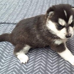 Siberian Husky Puppies/Siberian Husky/Female/Younger Than Six Months,Huskypup5 has 5 Siberian Husky Puppies available.1 Black-White Male1 Light -Red Male3 Black-White FemalePuppies where born on the 10th September & will be ready to leave around 8weeks time weekend of 4th November 2023.Note: last 2 Black White female puppies are 1 week older.Cost of puppy $1500Which Includes fortnightly wormed,1st Vaccination, Microchip and Vet Check Certificate.We also supply a puppy information folder & weekly updated photos.We have owned Siberian Huskies for over 20 years with high experienced in the breed.w huskypup5comCan organise Road Transport at buyers expensePlease contact us if you are interested or would like to view more photos.