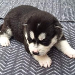 Siberian Husky Puppies/Siberian Husky/Female/Younger Than Six Months,Huskypup5 has 5 Siberian Husky Puppies available.1 Black-White Male1 Light -Red Male3 Black-White FemalePuppies where born on the 10th September & will be ready to leave around 8weeks time weekend of 4th November 2023.Note: last 2 Black White female puppies are 1 week older.Cost of puppy $1500Which Includes fortnightly wormed,1st Vaccination, Microchip and Vet Check Certificate.We also supply a puppy information folder & weekly updated photos.We have owned Siberian Huskies for over 20 years with high experienced in the breed.w huskypup5comCan organise Road Transport at buyers expensePlease contact us if you are interested or would like to view more photos.