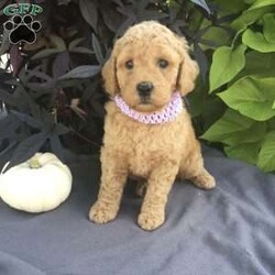 Taylor/Mini Labradoodle									Puppy/Female	/6 Weeks,To contact the breeder about this puppy, click on the “View Breeder Info” tab above.