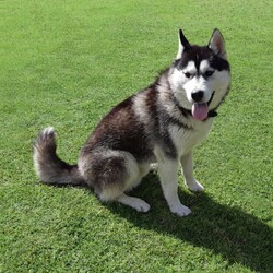 Siberian Husky Puppies/Siberian Husky/Female/Younger Than Six Months,Huskypup5 has 5 Siberian Husky Puppies available.1 Black-White Male1 Light -Red Male3 Black-White FemalePuppies where born on the 10th September & will be ready to leave around 8weeks time weekend of 4th November 2023.Note: last 2 Black White female puppies are 1 week older.Cost of puppy $1500Which Includes fortnightly wormed,1st Vaccination, Microchip and Vet Check Certificate.We also supply a puppy information folder & weekly updated photos.We have owned Siberian Huskies for over 20 years with high experienced in the breed.w huskypup5comCan organise Road Transport at buyers expensePlease contact us if you are interested or would like to view more photos.