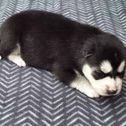 Siberian Husky Puppies/Siberian Husky/Female/Younger Than Six Months,Huskypup5 has 5 Siberian Husky Puppies available.1 Black-White Male1 Light -Red Male3 Black-White FemalePuppies where born on the 10th September & will be ready to leave around 8weeks time weekend of 4th November 2023.Note: last 2 Black White female puppies are 1 week older.Cost of puppy $1500Which Includes fortnightly wormed,1st Vaccination, Microchip and Vet Check Certificate.We also supply a puppy information folder & weekly updated photos.We have owned Siberian Huskies for over 20 years with high experienced in the breed.w huskypup5comCan organise Road Transport at buyers expensePlease contact us if you are interested or would like to view more photos.