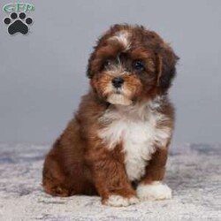 Cody/Shih-Poo									Puppy/Male	/11 Weeks,Meet Cody, the adorable Shih-Poo puppy who is eagerly awaiting his new home. Raised with love by a family, Cody comes vet-checked and guaranteed healthy.